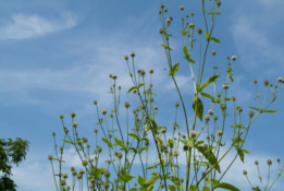 Dipsacus pilosusKleine kaardebol  bestellen